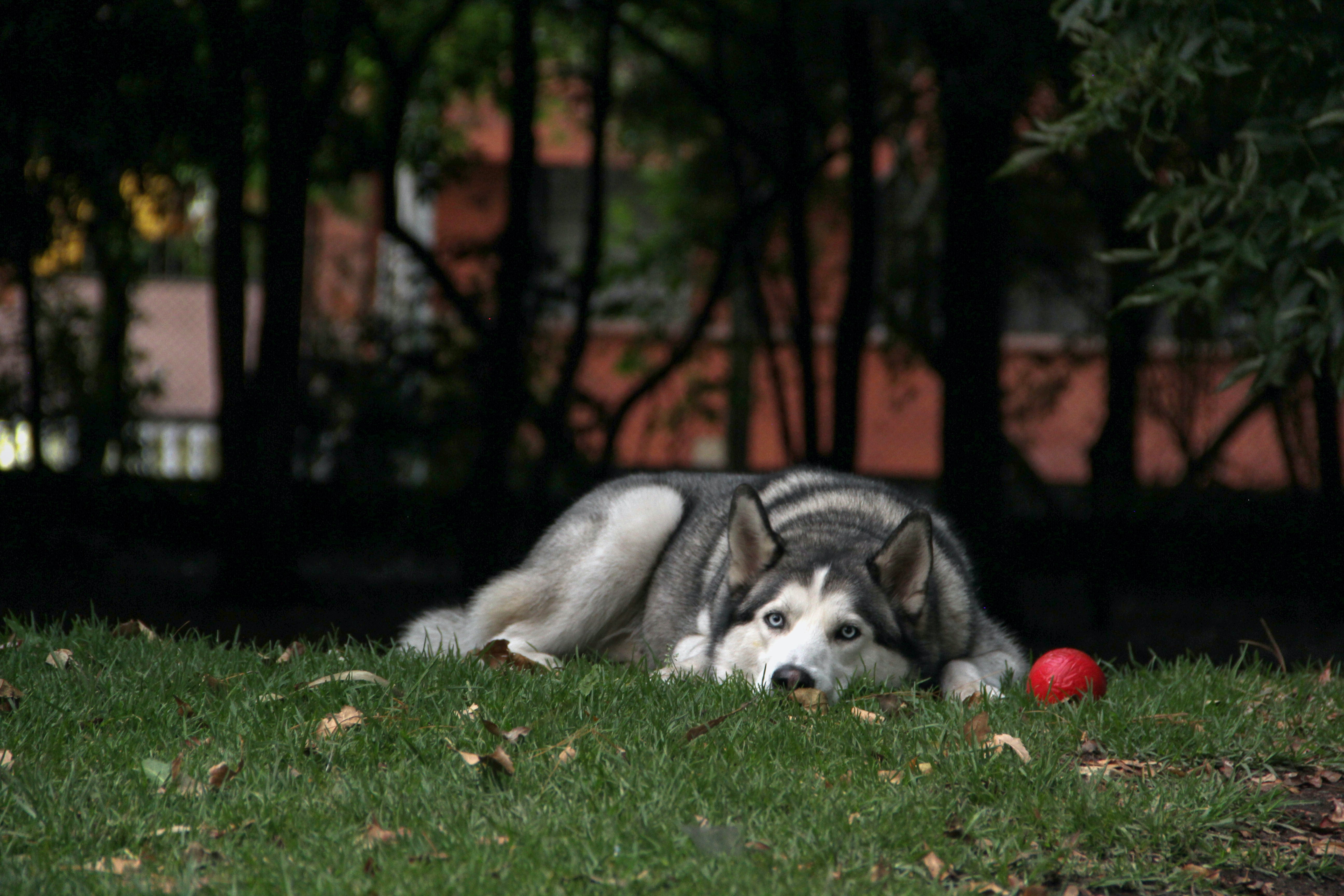 husky